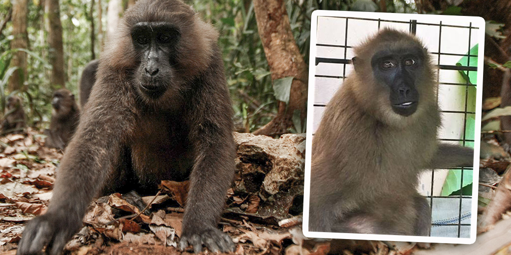 Wildlife charity assisting in rescue of macaque